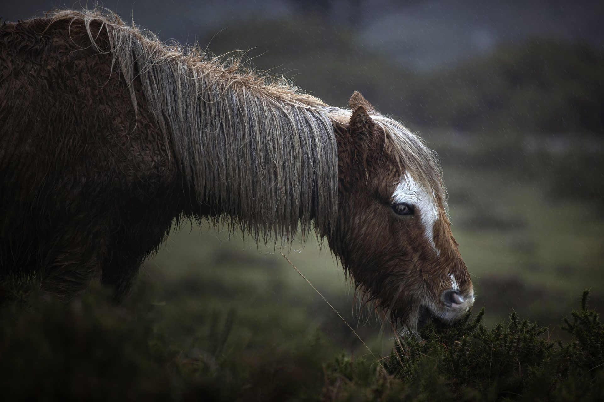 As bestas: la desaparición del último caballo salvaje (Jose Cabalar)