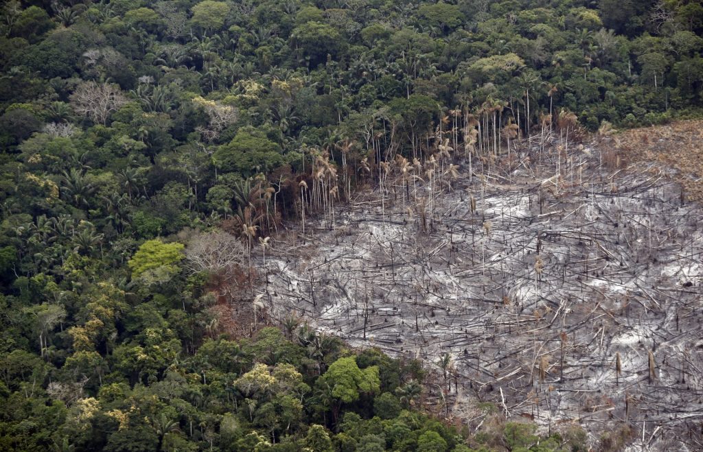 La deforestación arrasa al año una superficie superior al tamaño de Portugal