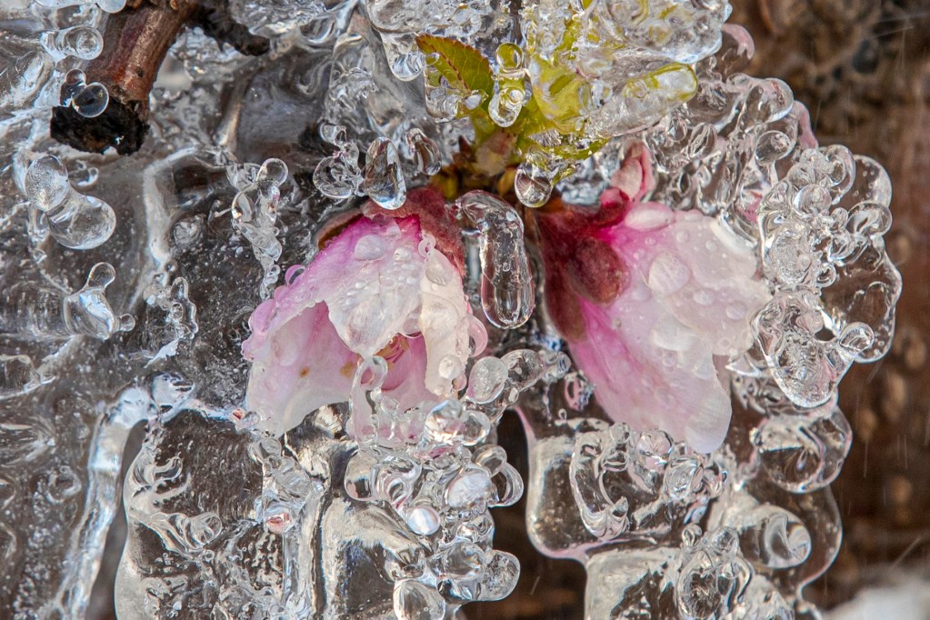 Los sorprendentes 'iglús' que protegen del frío la flor de los frutales de Cieza (Murcia)
