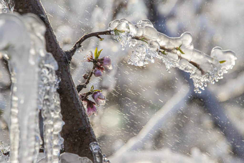 Los sorprendentes 'iglús' que protegen del frío la flor de los frutales de Cieza (Murcia)