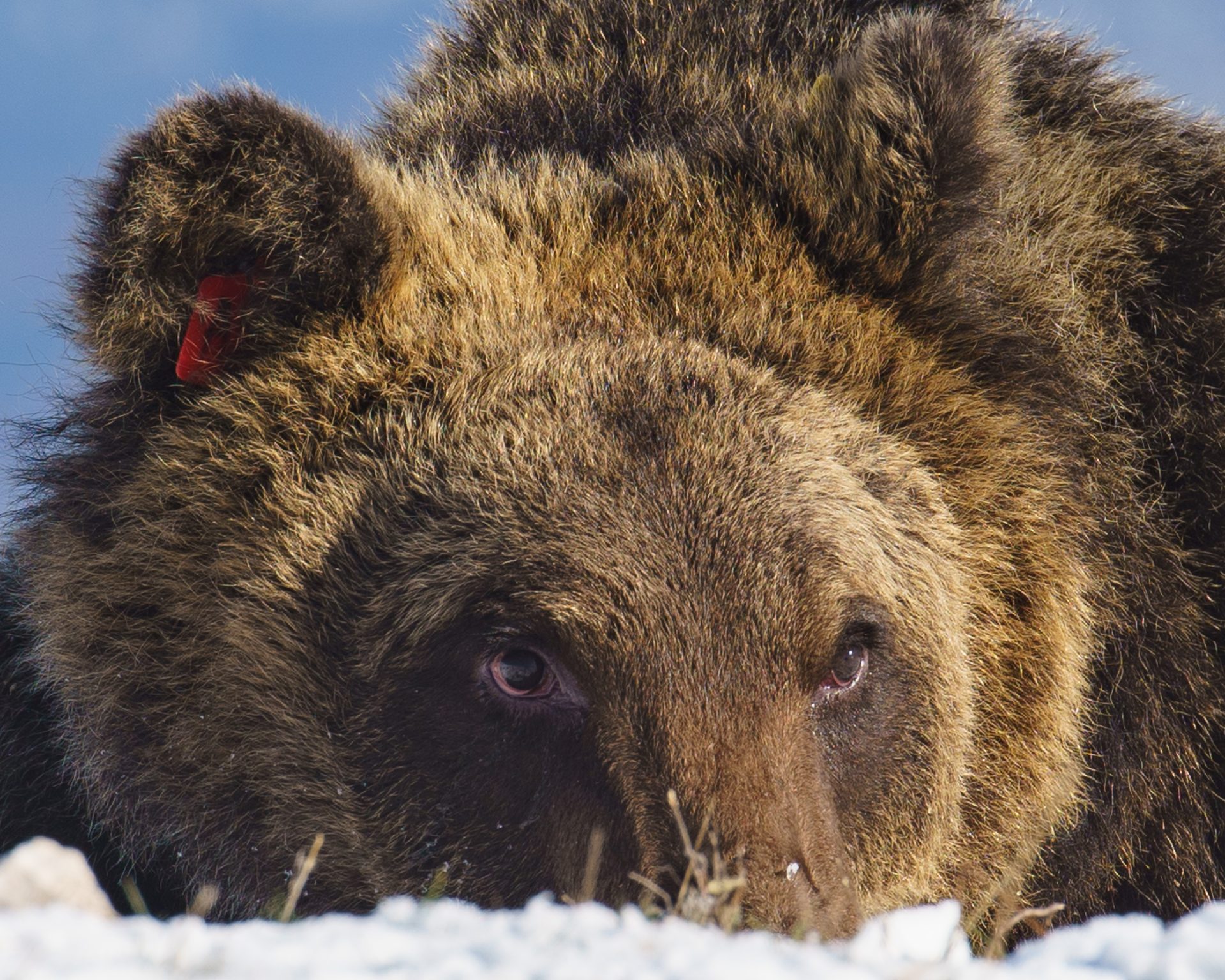Muere atropellado Juan Carrito, el oso icono del Parque Nacional de Los Abruzos
