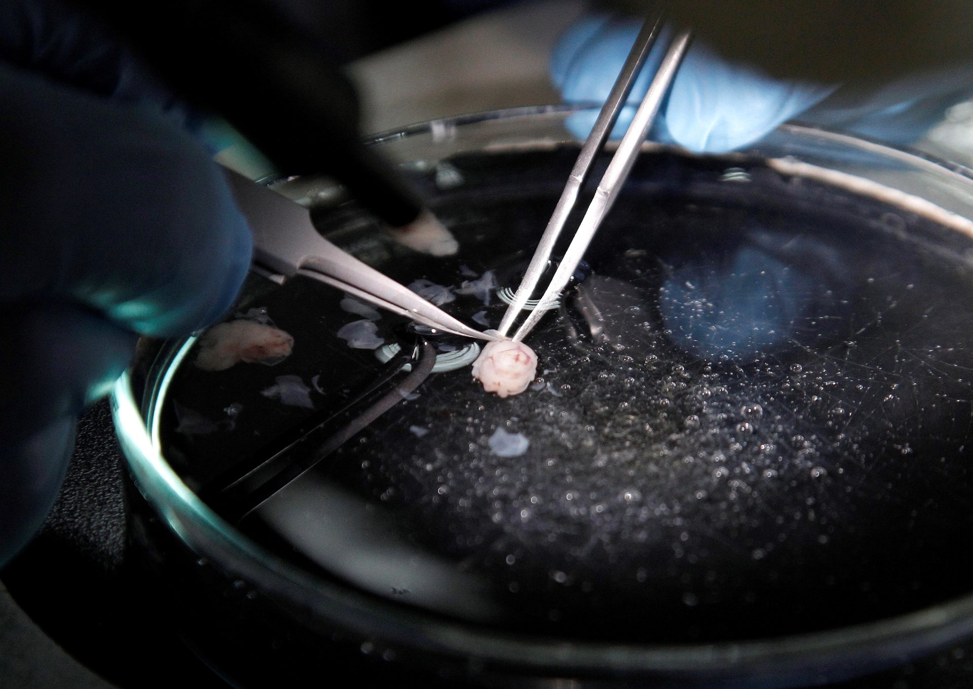 Un científico investiga sobre neuronas en un laboratorio. Logran madurar neuronas humanas en el laboratorio a partir de células madre.