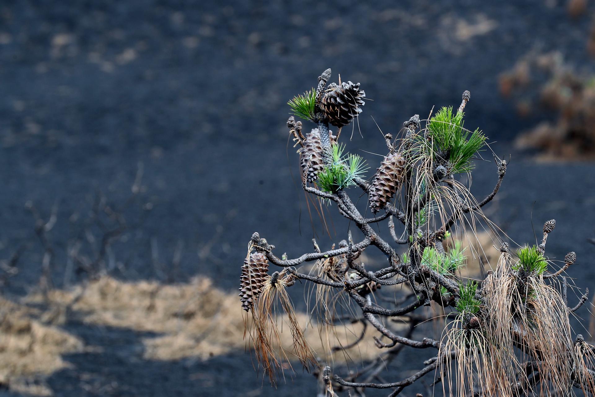 Foto de archivo de los brotes de un pino afectado por la erupción de  La Palma, en la zona de Las Manchas. EFE/Elvira Urquijo Á.