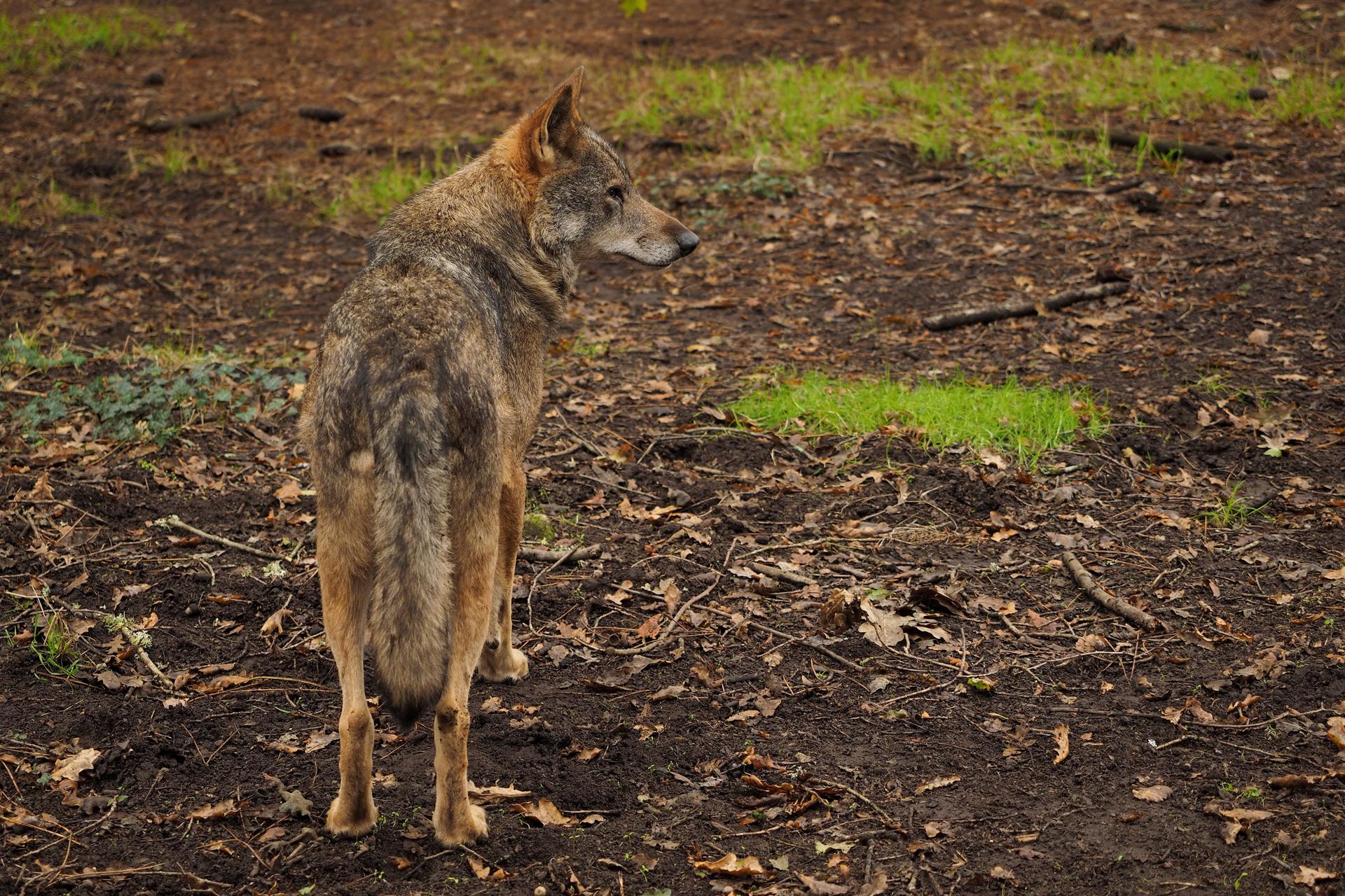 Ejemplar macho de lobo Ibérico, en una fotografía de archivo. EFE/ Eliseo Trigo