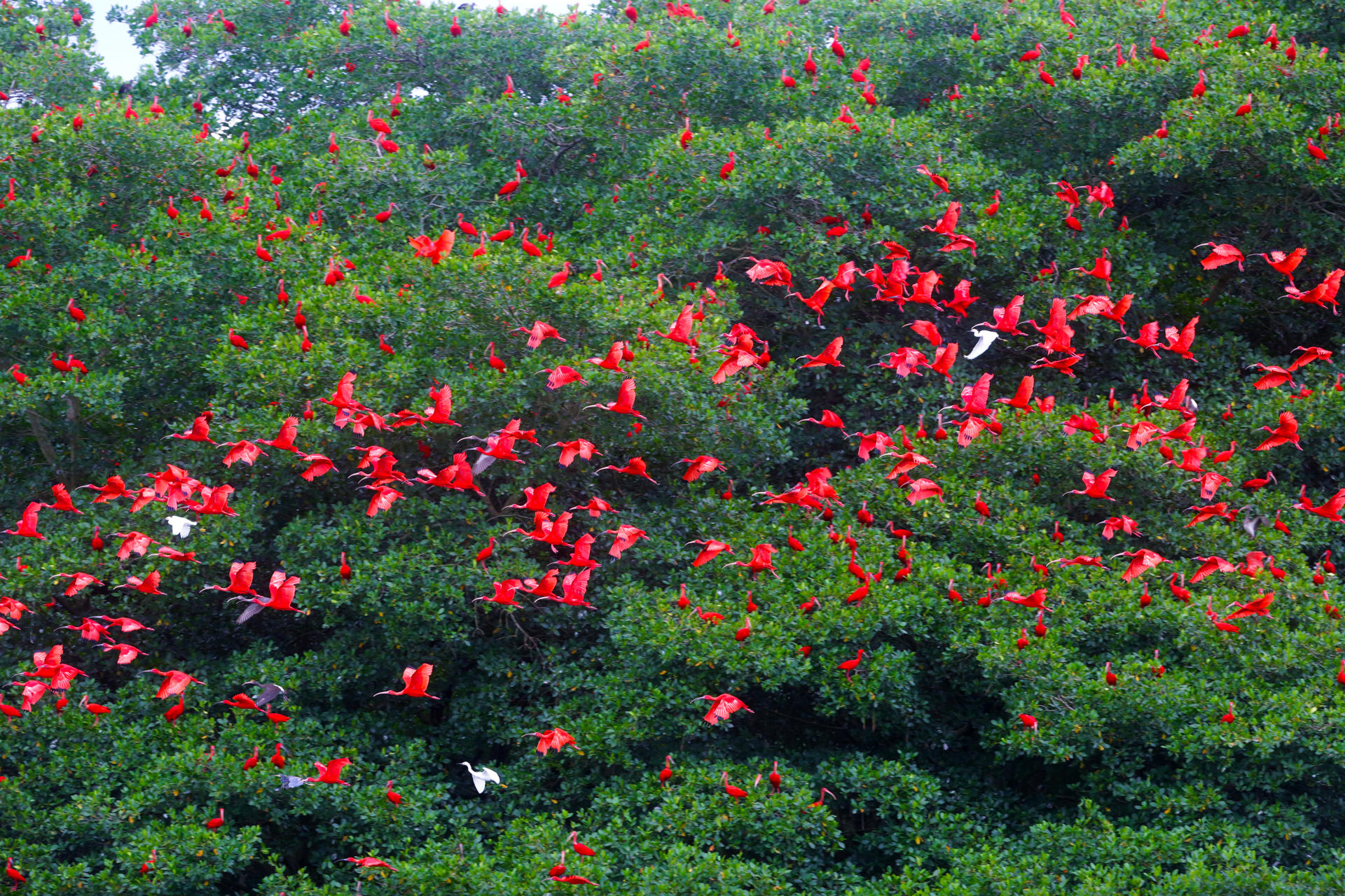 En la imagen de archivo, cientos de pájaros ibis escarlata (corocoro rojo) posan sobre los árboles en el Santuario de Aves de Caroni, el segundo humedal de manglares más grande de Trinidad y Tobago. EFE/Andrea De Silva