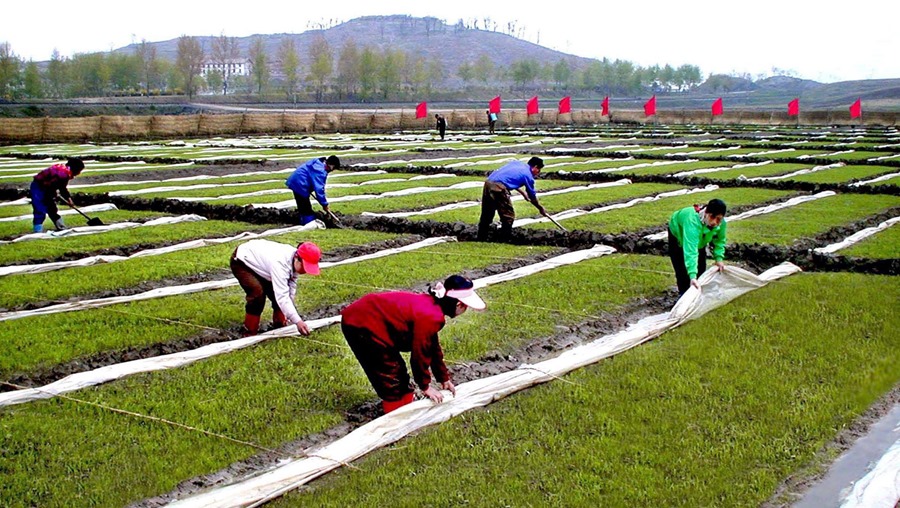 Trabajadores de la granja Jangsan Co-op riegan y fertilizan los campos de arroz, en el condado de Ryongchon, al norte de la provincia de Phyongan.