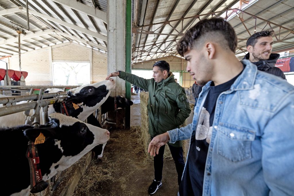 El jugador del Osasuna Chimy Ávila acariciando a una vaca en la granja de Lacturale.