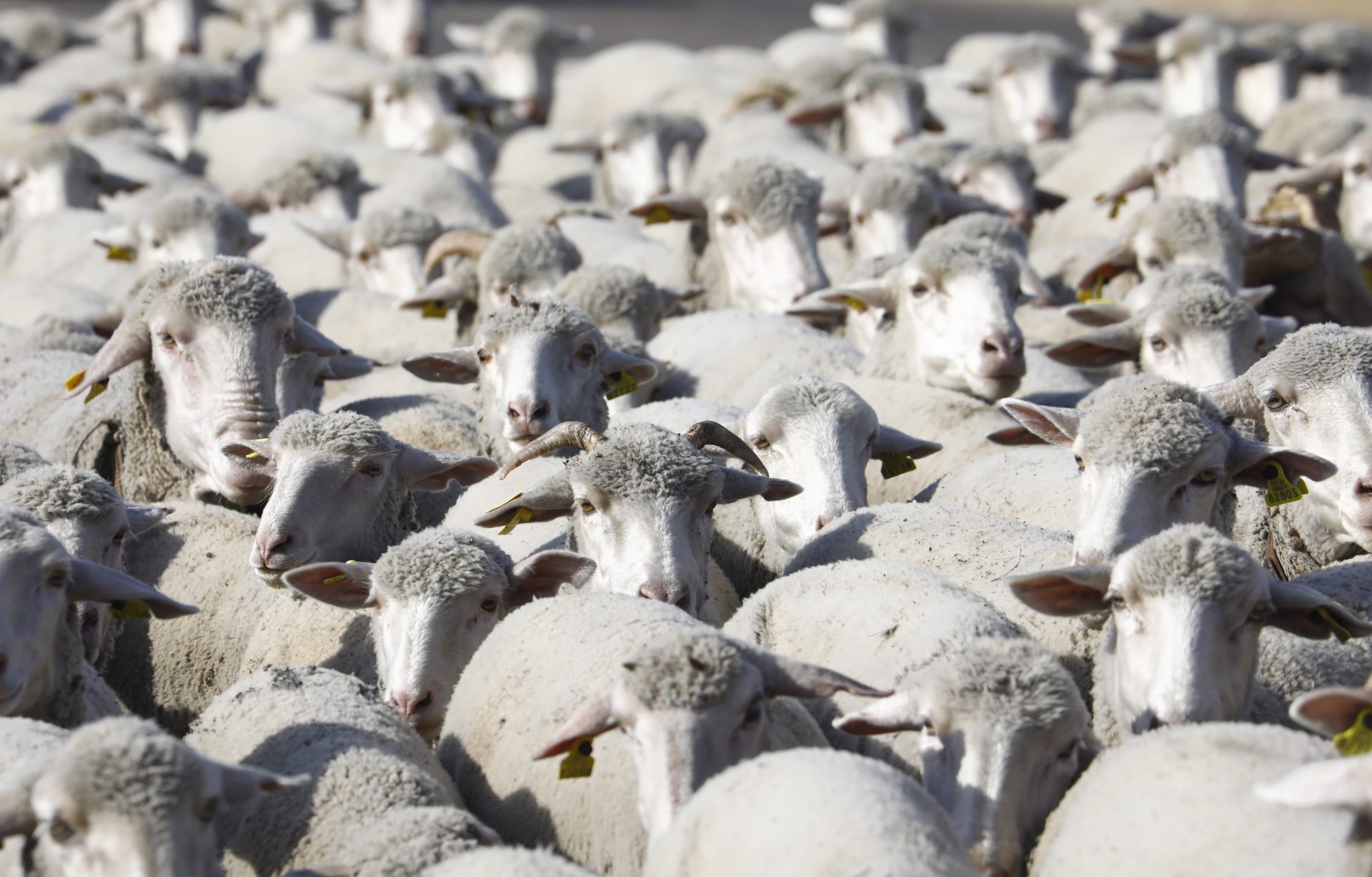 El Gobierno aprueba 2 millones para ayudas a los ganaderos afectados por la viruela ovina