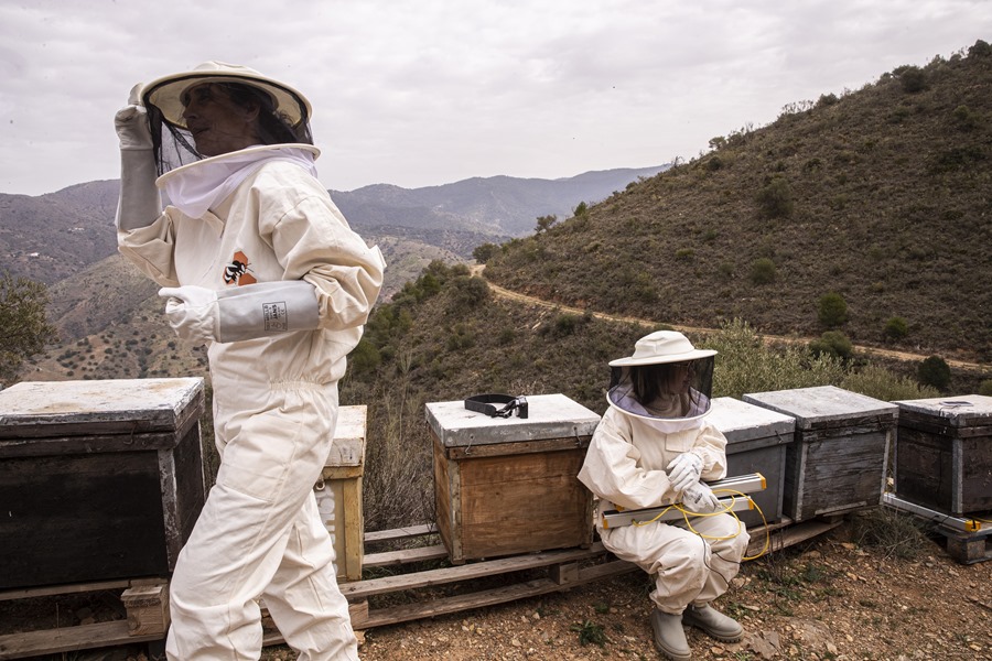 La presidenta de la Asociación del Rincón de la Abeja, Paloma Vecino (i), junto a una compañera trabajan en los paneles de abejas ibéricas.