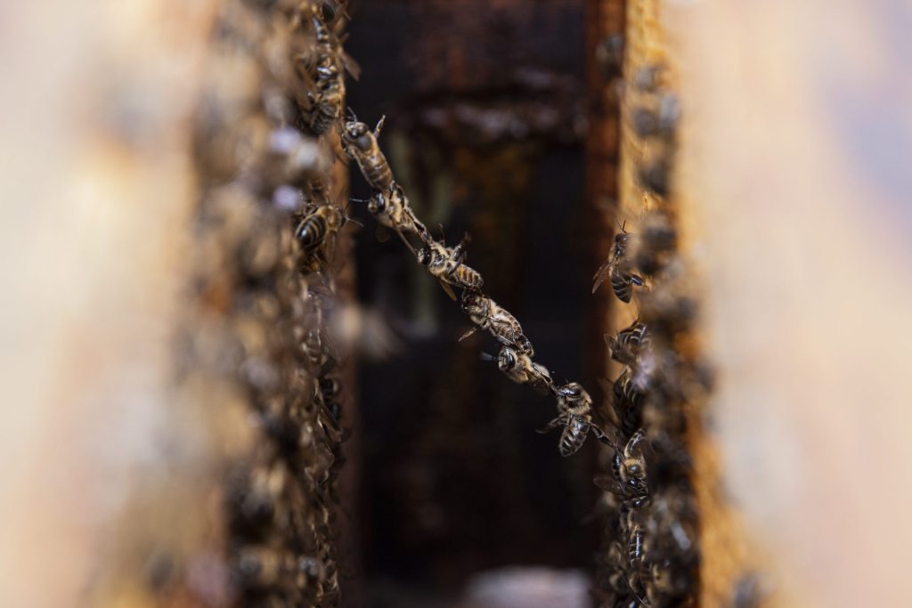 Vista del interior de una colmena de abejas ibéricas en la finca apícola Joseíllo.