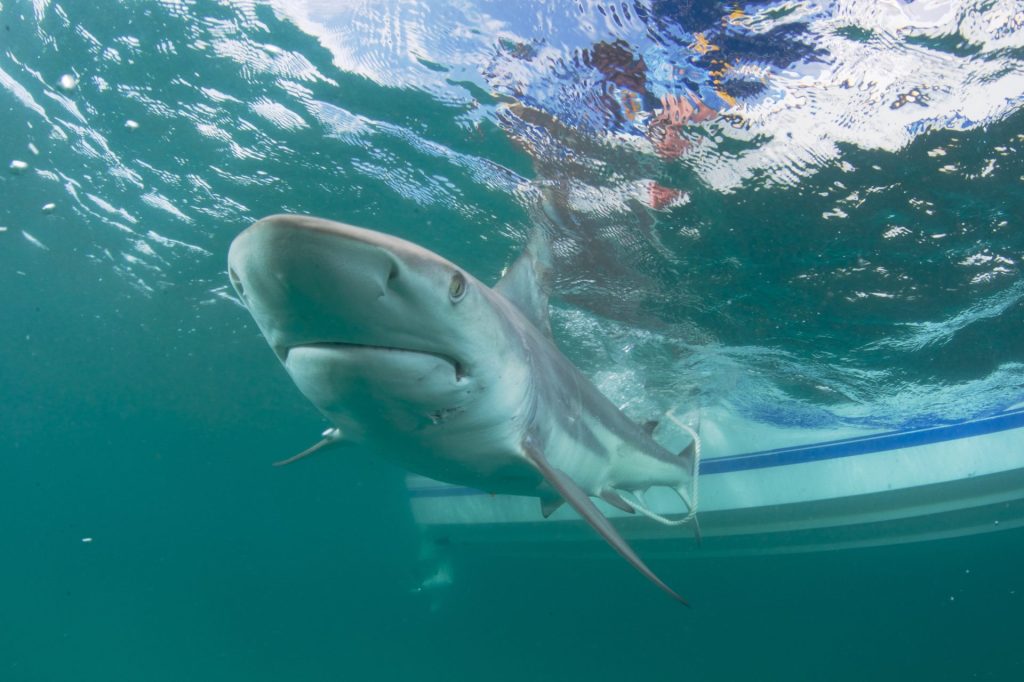 Los 57 ataques de tiburones registrados en 2022 son la cifra más baja de la década