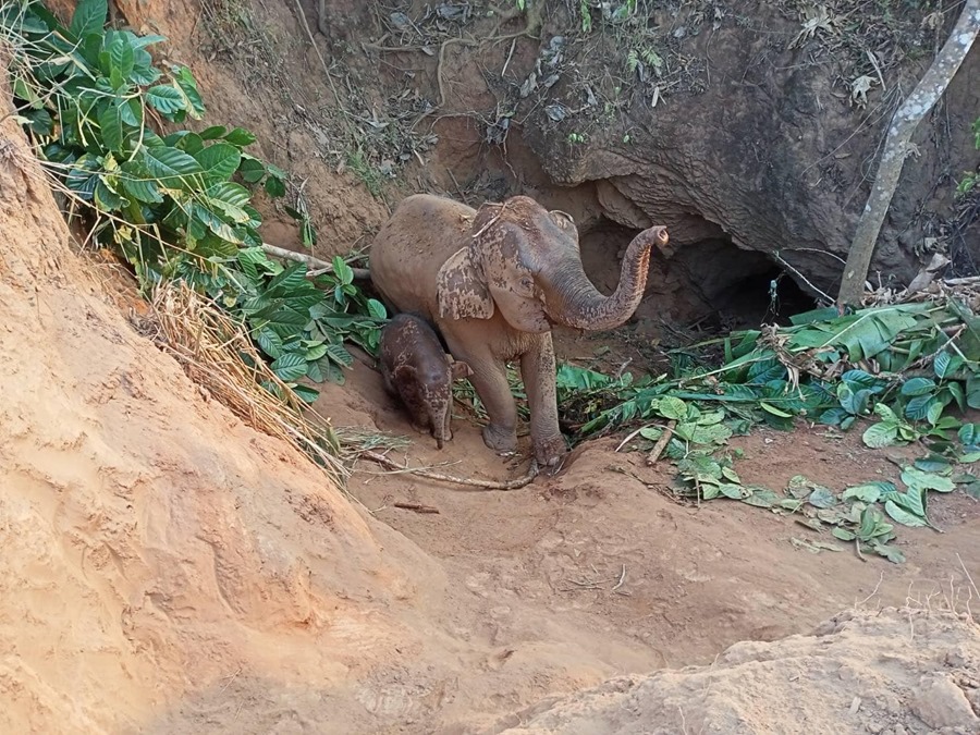 Vista de la elefante hembra y su cría que fueron rescatadas en un parque natural en la provincia de Kanchanaburi, en el oeste de Tailandia.