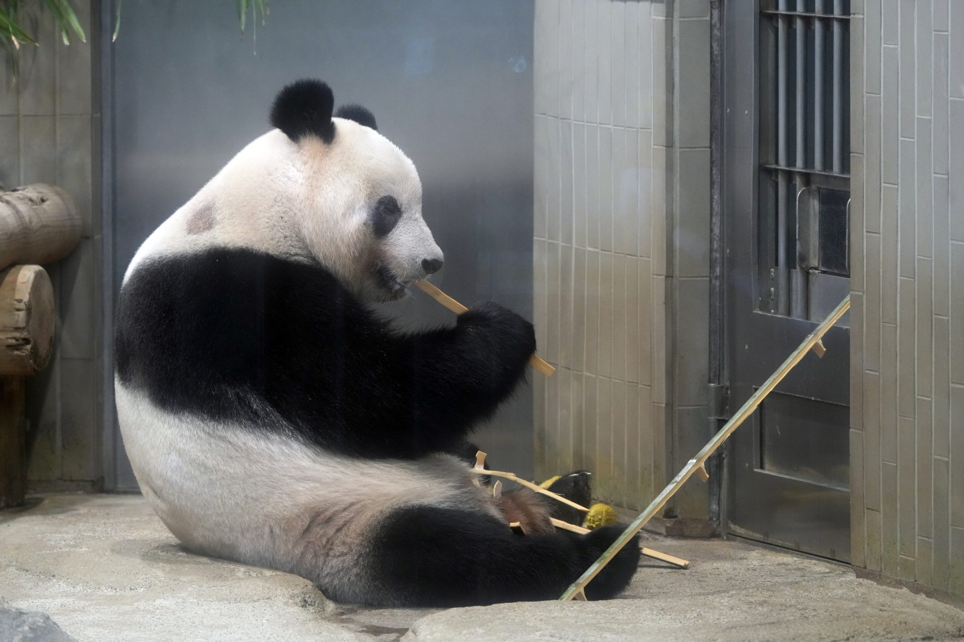 Osa panda gigante xiang xiang