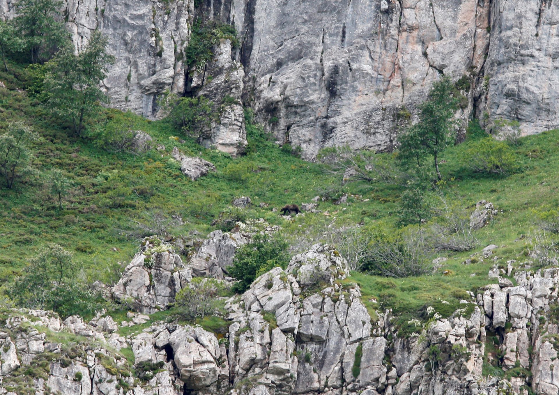 Un oso pardo en un parque natural, especie que en los últimos años ha ido mejorando el número de ejemplares en la península aunque sigue en peligro de extinción.