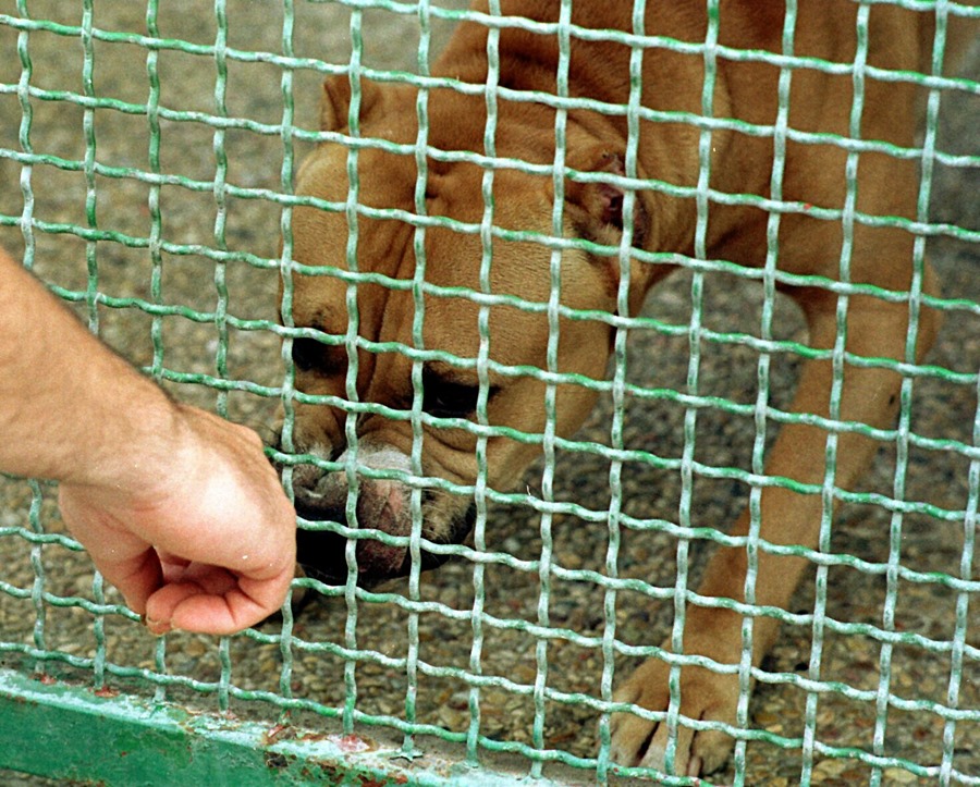 La ley de Bienestar Animal llega al Senado con la lupa en los perros peligrosos