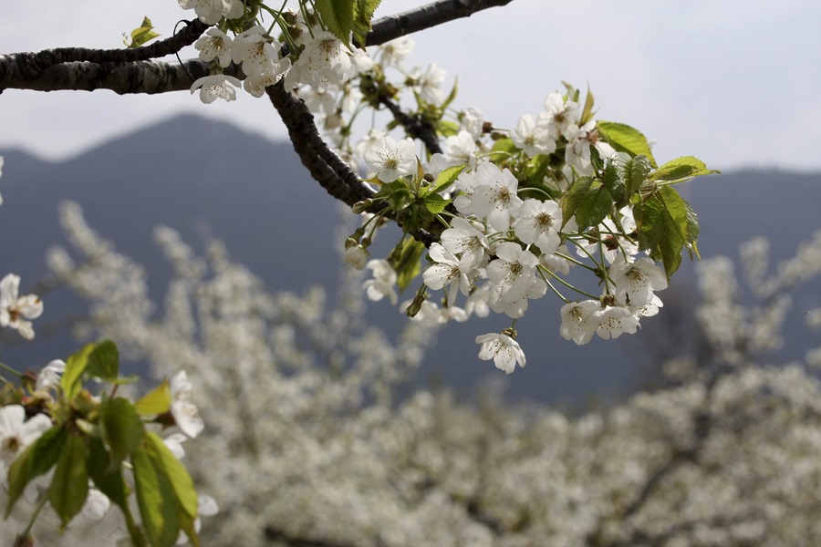 ¿Se adelanta la primavera cada año? Floración y otros guiños de la naturaleza