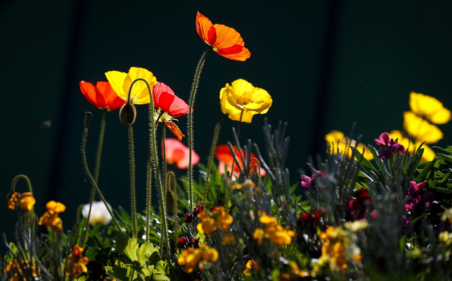 ¿Se adelanta la primavera cada año? Floración y otros guiños de la naturaleza