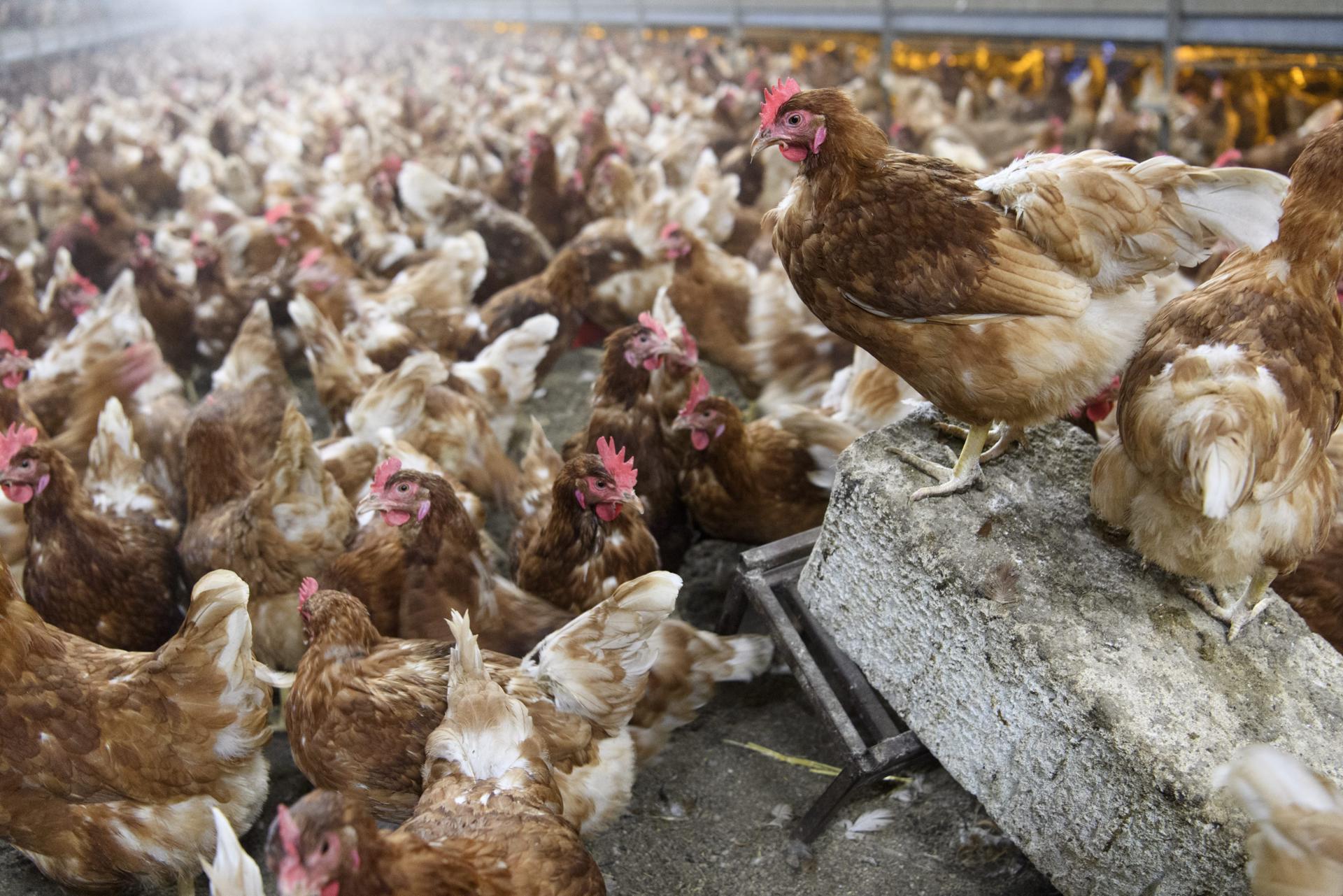 Vista de gallinas en una granja avícola, en una fotografía de archivo. Incrementan los caso de gripe aviar en América. EFE/Laurent Gillieron