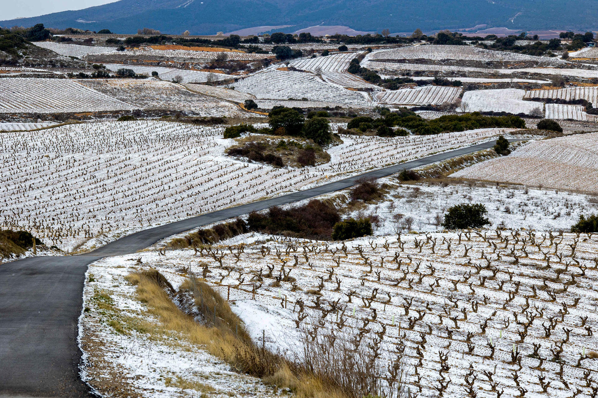 Con un manto blanco han amanecido este lunes las viñas próximas a Logroño. La Rioja se encuentra en alerta amarilla por nieve y frío, según prevé la Agencia Estatal de Meteorología (Aemet). EFE/Raquel Manzanares