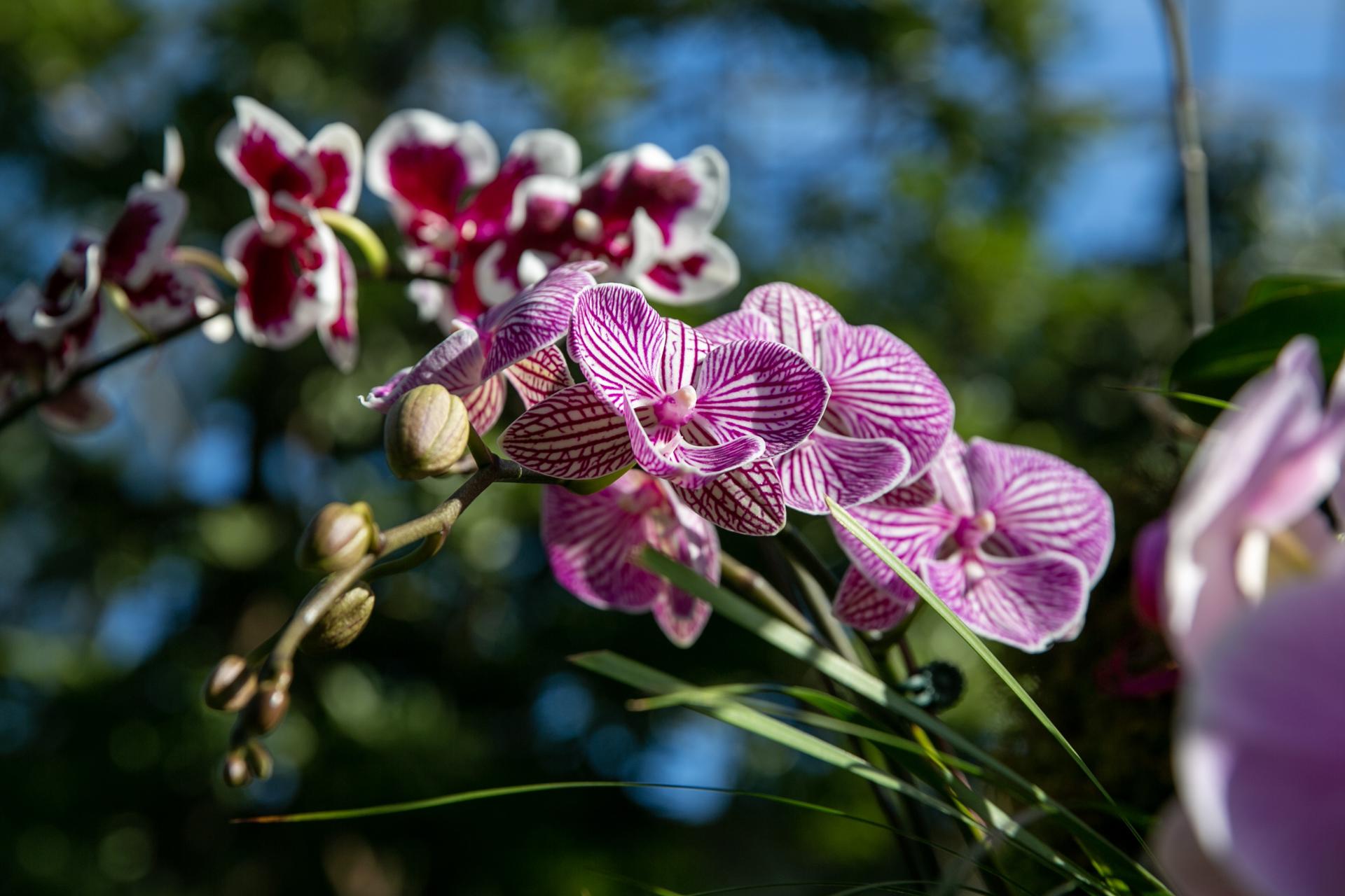 Vista de orquídeas de la exposición 'The Orchid Show: Natural Heritage', en el Jardín Botánico de Nueva York (EE.UU.), este 14 de febrero de 2023. EFE/EPA/Sarah Yenesel