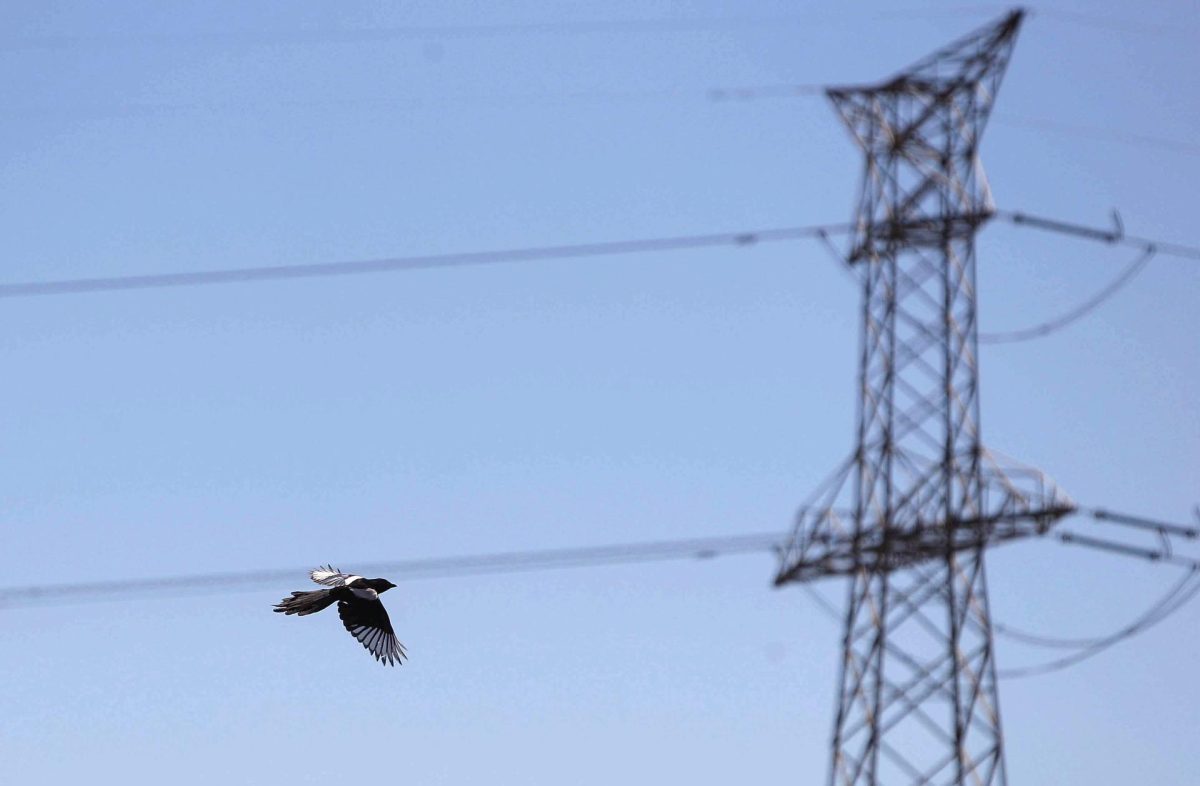 Una urraca vuela frente a unas torres de alta tensión, en una imagen de archivo.