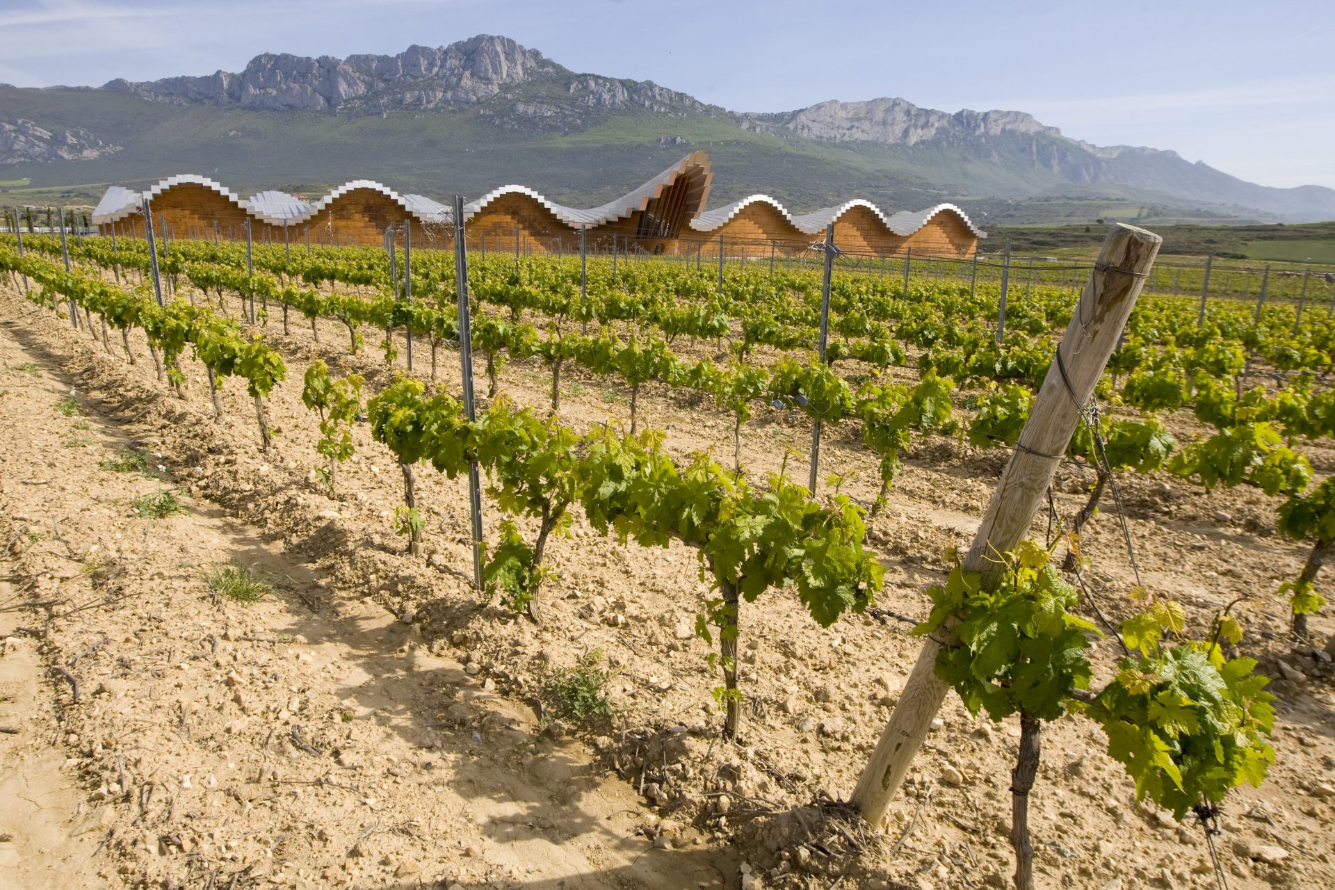 Rioja alavesa, donde se instalará un nuevo centro sobre el vino y las bebidas. EFE/David Aguilar