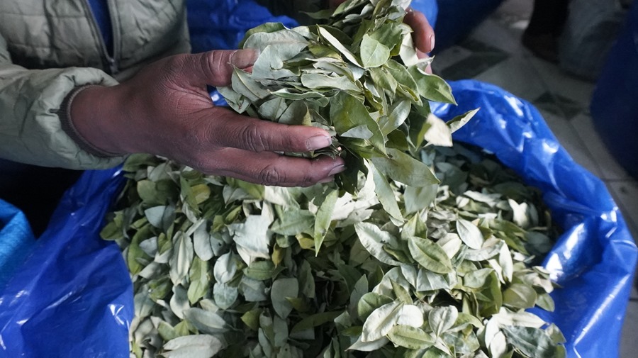 La Hoja De Coca En Bolivia Busca La Despenalización 3244