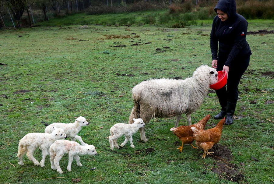 La oveja Marujiña con sus cuatrillizos