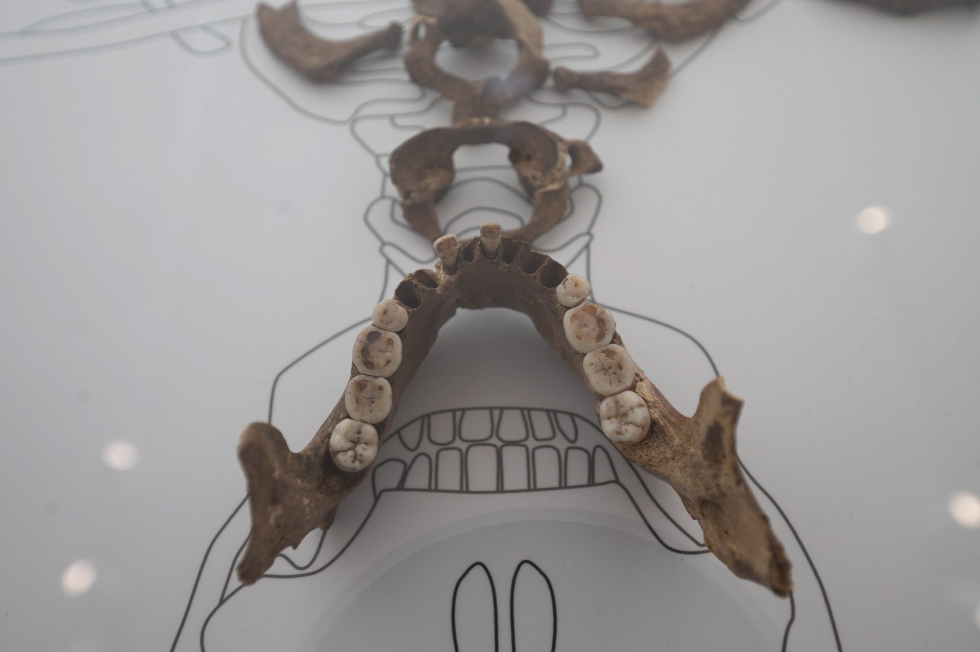 Fotografías del esqueleto de la Dama Roja expuesta en el Centro de Arte Rupestre de Cantabria. EFE/Pedro Puente Hoyos.