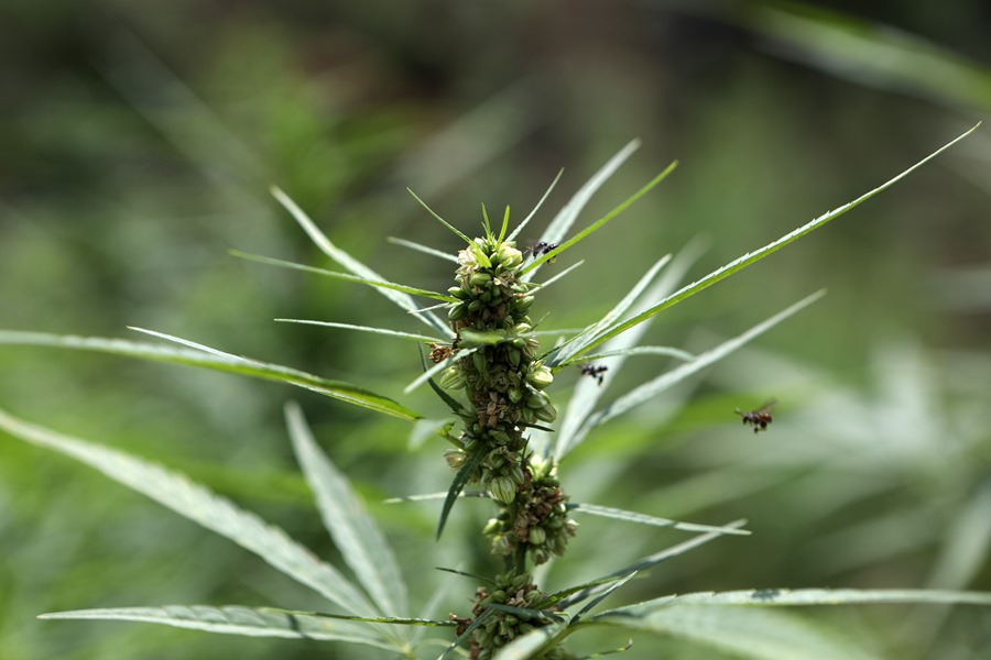 Planta de cannabis, marihuana