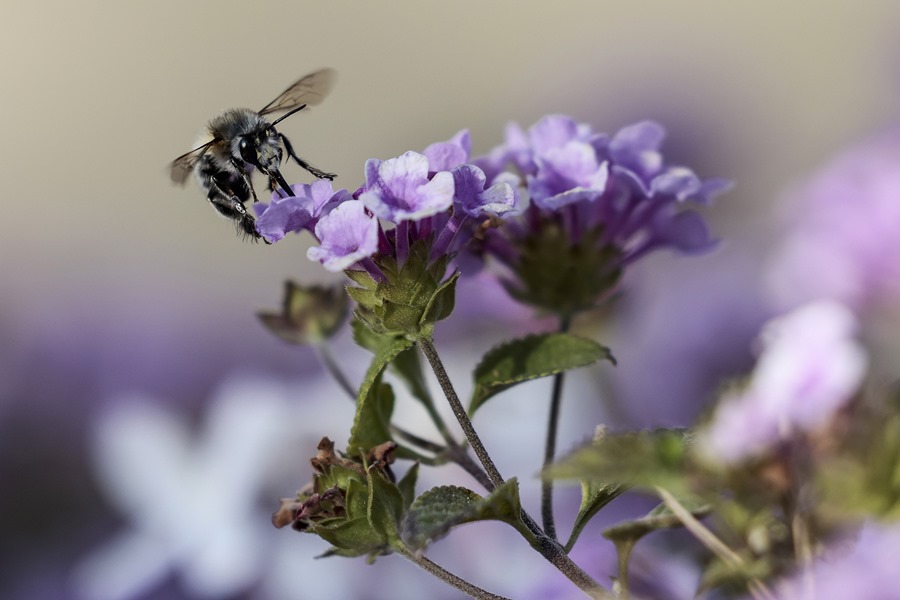 La primavera viene moderada para alérgicos al polen