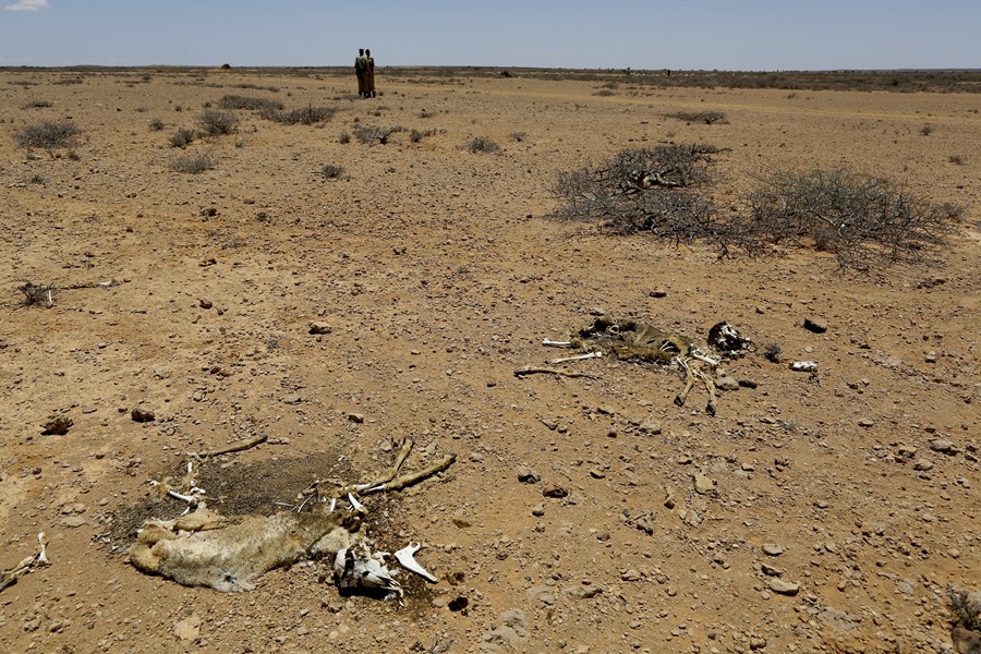 Restos de animales en una zona seca por la sequía en Somalia. 