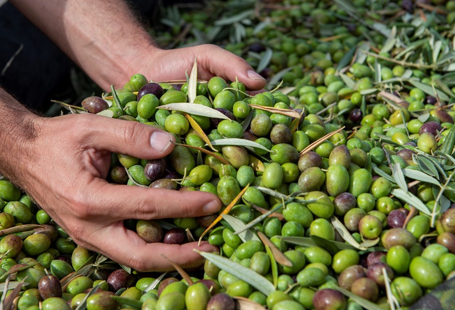  Aceitunas tras la recolecta. Planas pide precios razonables para el aceite de oliva