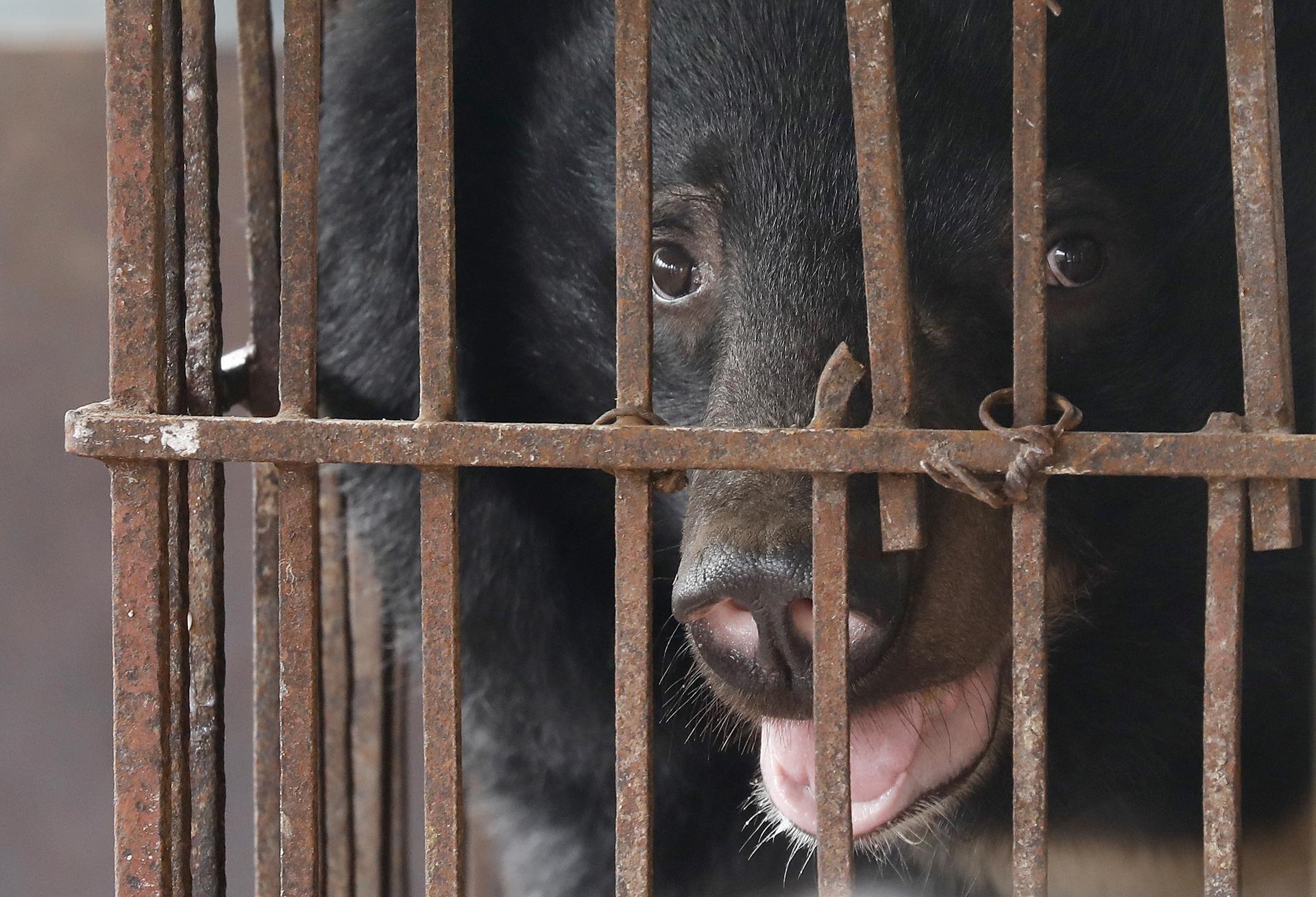 Breeze, a bear in captivity since 2005, upon arrival to the Vietnam bear rescue centre in Tam Dao national park, about 70 kilometers from Hanoi, Vietnam, 10 March 2023. EFE/EPA/LUONG THAI LINH