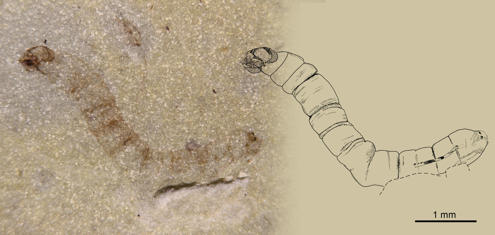 Fósil de la larva del díptero más antiguo conocido (izq.), con una edad de 247 millones de años, y un dibujo técnico del ejemplar. EFE/IGME CSIC.