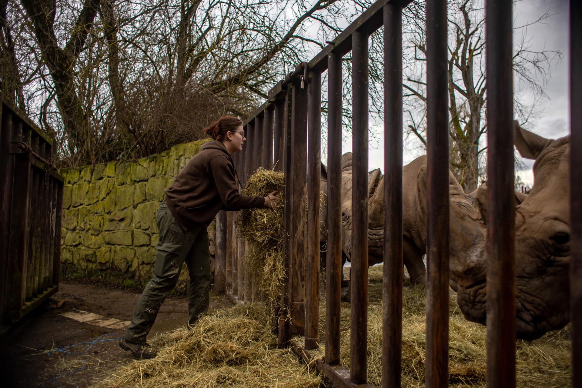 A keeper feeds white rhinos inside enclosure at the Safari Park in Dvur Kralove nad Labem, Czech Republic, 14 March 2023 (issued 17 March 2023). EFE/EPA/MARTIN DIVISEK