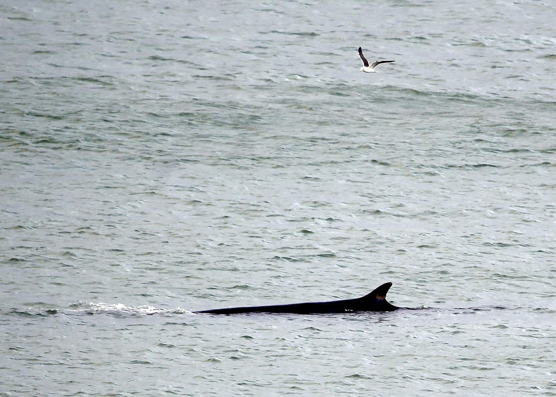 Imagen de archivo de una ballena de la especie rorcual común. EFE/Javier Etxezarreta.