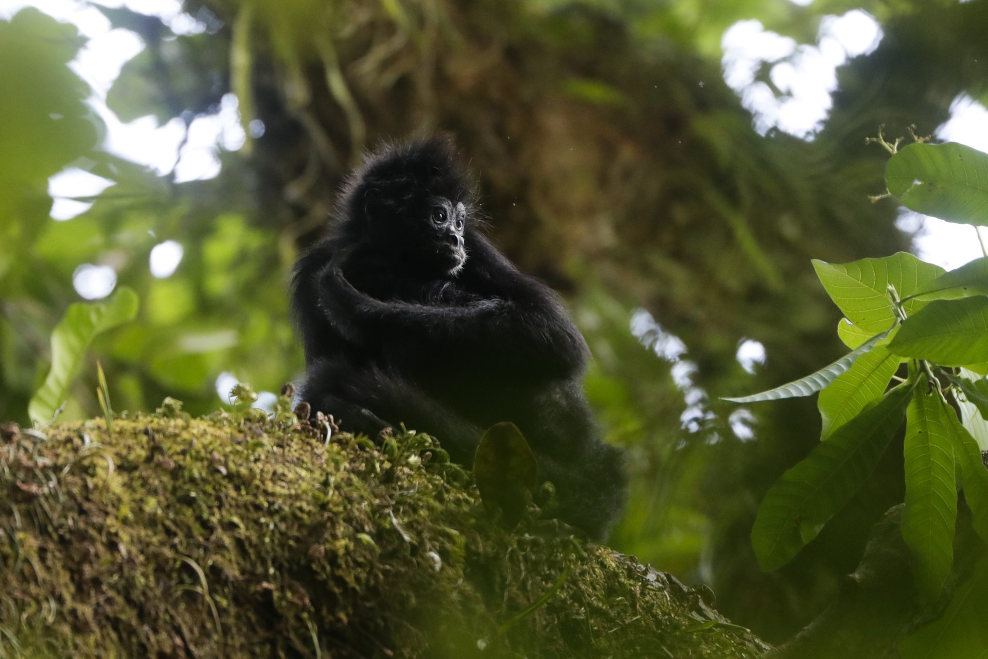 Un mono araña negro (Ateles fusciceps rufiventris) es visto en la reserva de Chuchantí, el 30 de marzo de 2023 en Darién (Panamá), una zona que sobresale por su biodiversidad. EFE/Bienvenido Velasco