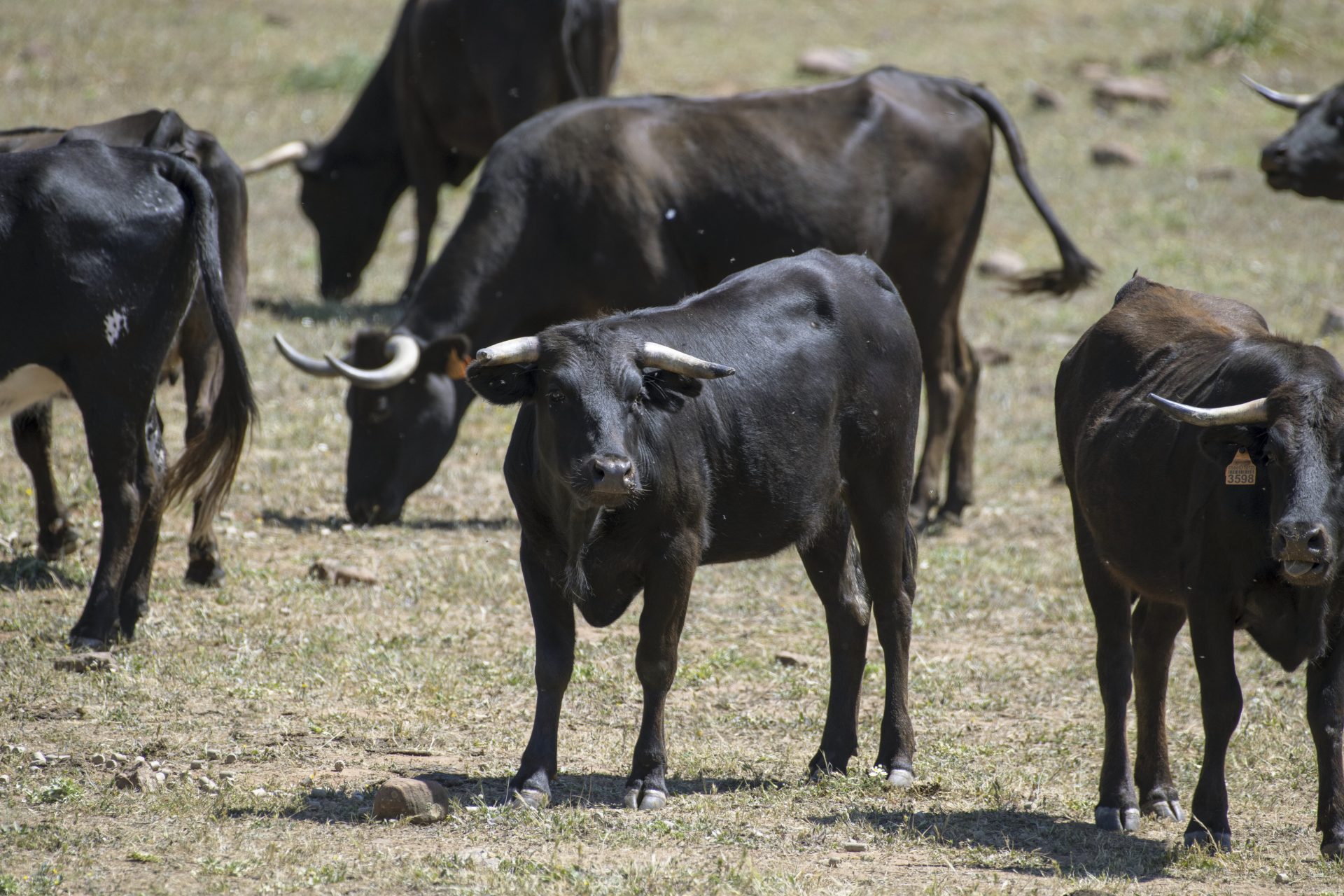 sequía ganadería toros