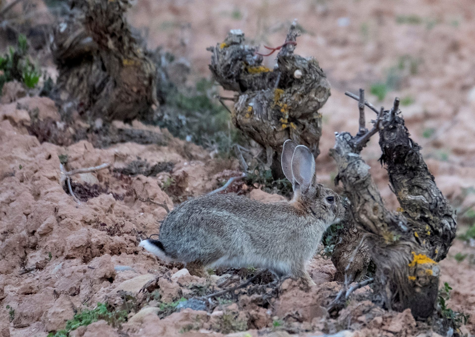 Las plagas de conejos atacan las viñas en pleno crecimiento vegetativo. EFE/Abel Alonso