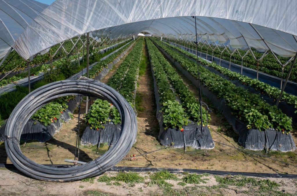 Finca del cultivo de fresas ubicada en la zona de regadío al norte de la Corona Forestal de Doñana