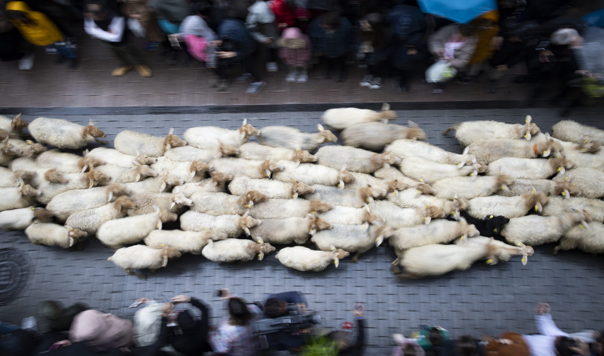 Las ovejas evocan la trashumancia por las calles de Ordizia