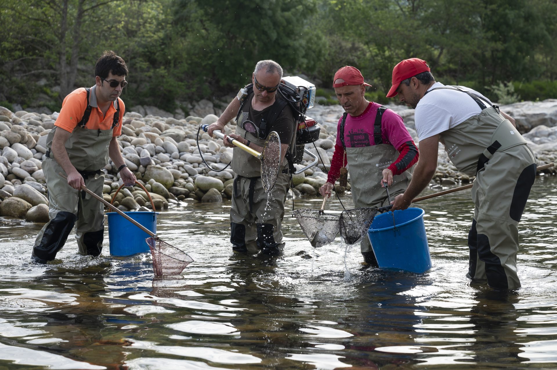 Agentes de Medio Natural durante el trasvase de esguines, crías de salmón en el río Pas, a la altura de Corvera de Toranzo. EFE/Pedro Puente Hoyos.