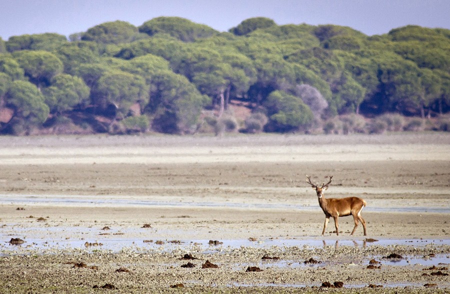 Un ciervo paseando por la marismas del Parque Nacional de Doñana (Huelva). Unos 50 eurodiputados piden salvar el parque