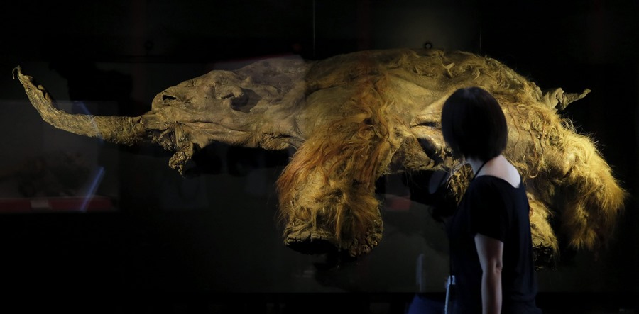 Analizan la evolución del mamut lanudo en sus 700.000 años por Siberia