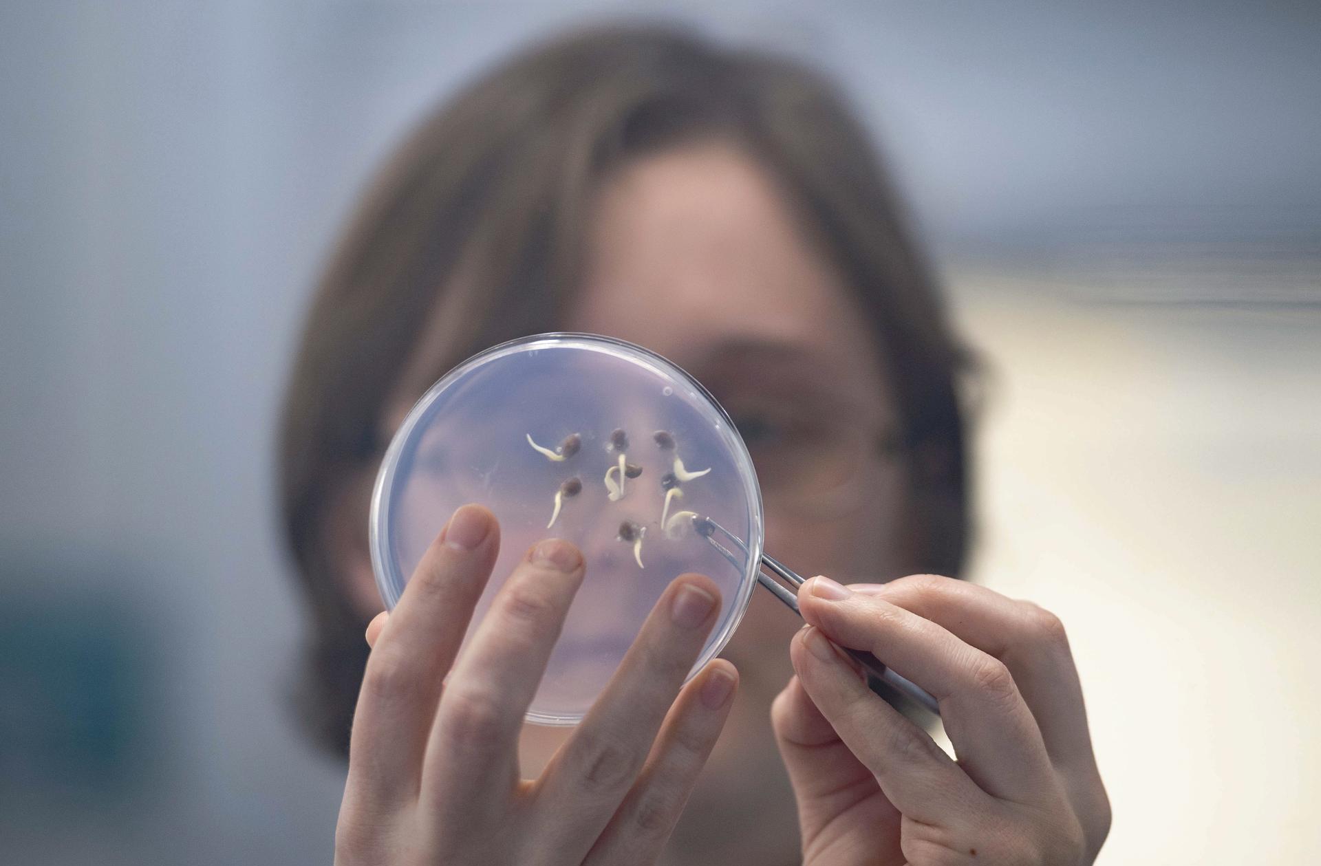A scientist examines germinating seed in a laboratory at the Kew Millennium Seed Bank in Wakehurst, Britain 16 March 2023.  EFE/EPA/NEIL HALL