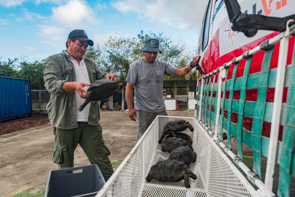 Fotografía cedida por el Parque Nacional Galápagos, del 29 de marzo del 2023, donde se observa a dos trabajadores del parque cargando a unas tortugas para su liberación, en el archipiélago Galápagos (Ecuador). EFE/Parque Nacional Galápagos

