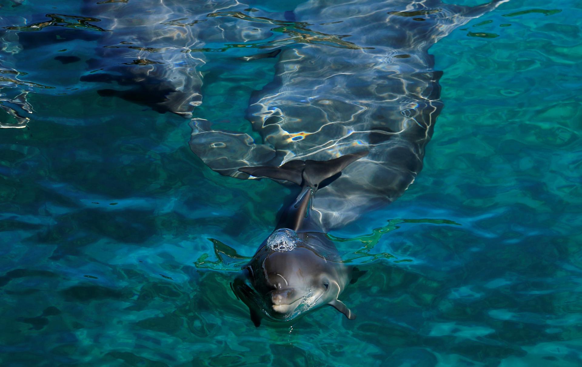 Foto de archivo de un grupo de delfines. EFE/Ricardo Maldonado Rozo