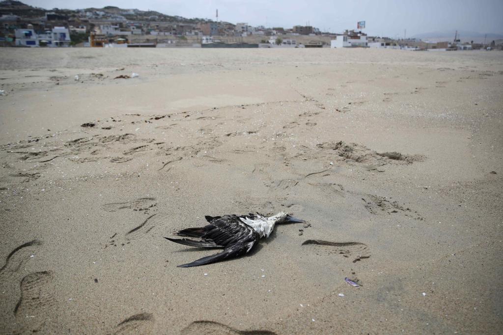 Photograph of a dead sea bird on a beach south of Lima (Peru).  EFE/ Paolo Aguilar