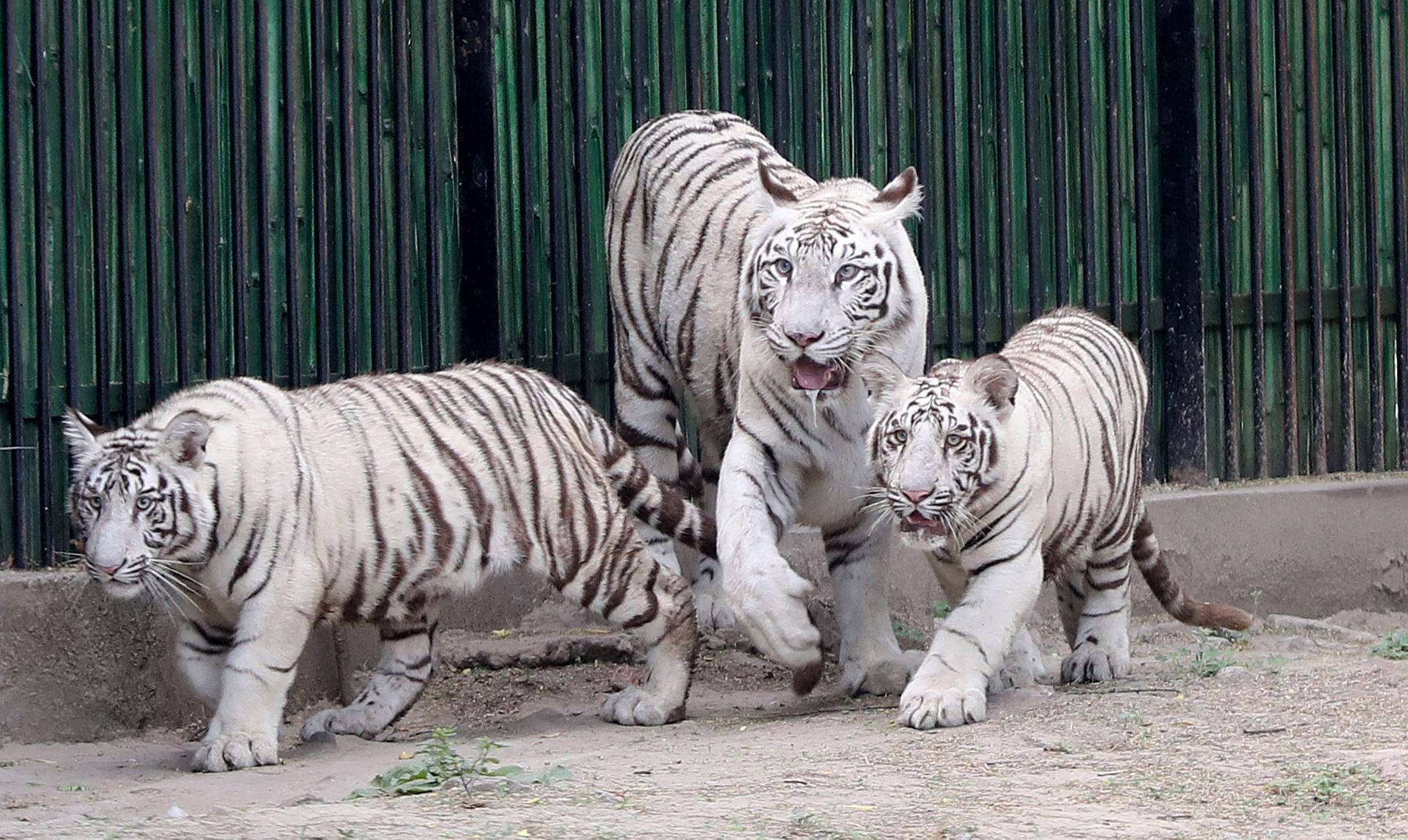 White tiger cubs 'Vyom' and 'Avni' along with their mother 'Sita' pictured inside an enclosure after they were released for public viewing at National Zoological Park in New Delhi, India, 20 April 2023. EFE-EPA/RAJAT GUPTA